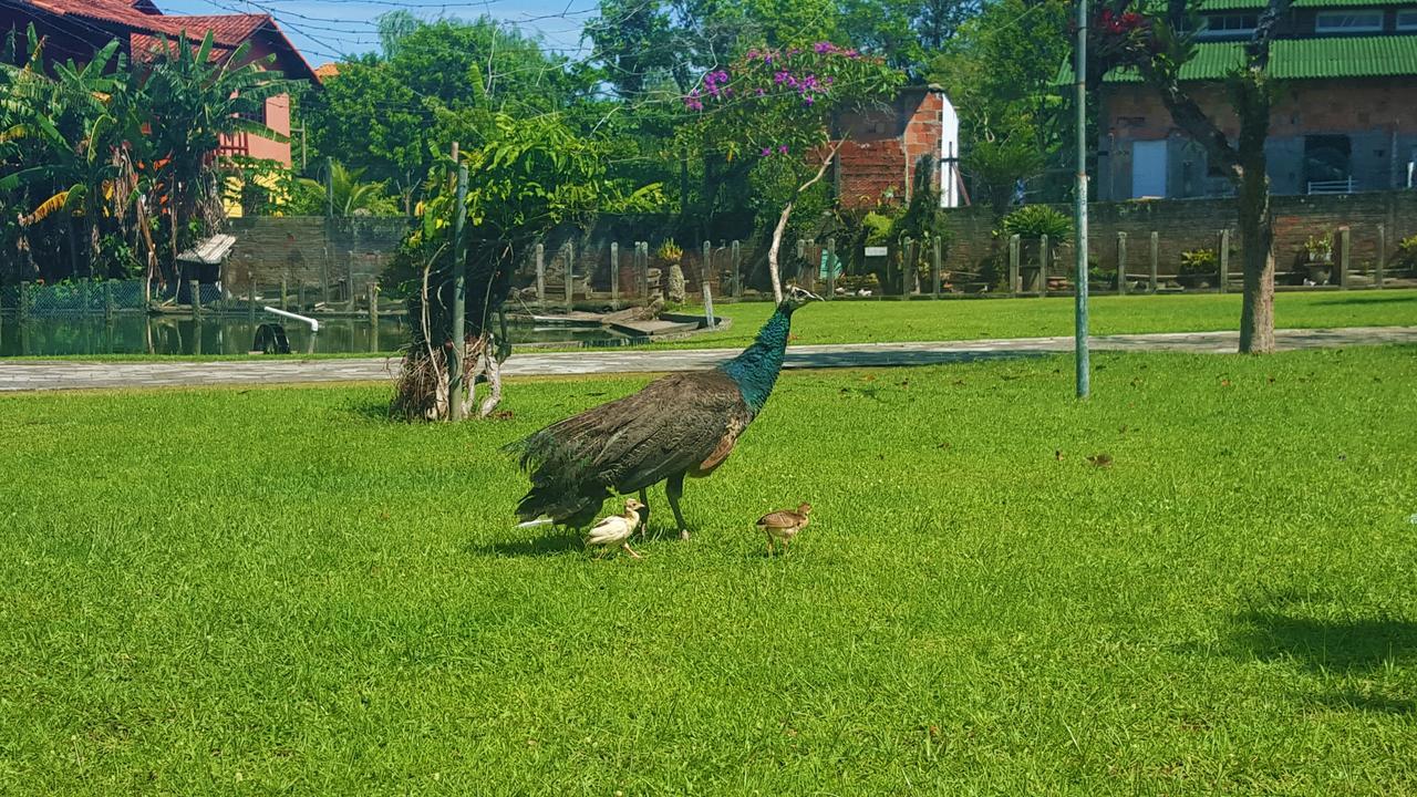 Pousada Pavao Branco Florianópolis Eksteriør bilde