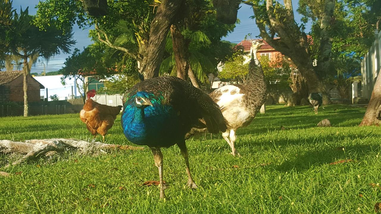 Pousada Pavao Branco Florianópolis Eksteriør bilde