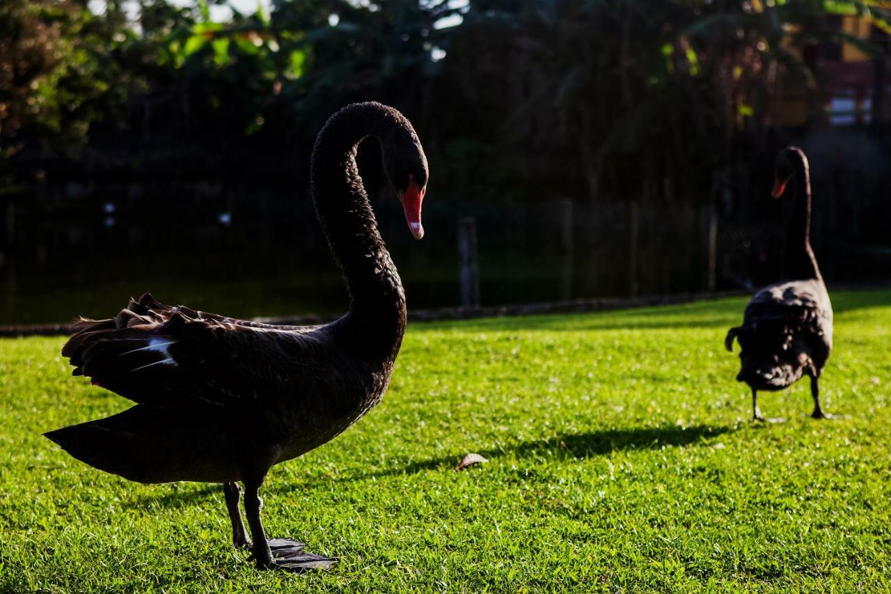 Pousada Pavao Branco Florianópolis Eksteriør bilde